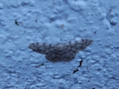 Idaea contiguaria