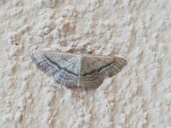Idaea mediaria