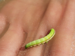 Eucarta virgo