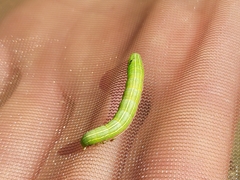Eucarta virgo