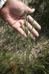 Chrysocoma esterhuyseniae