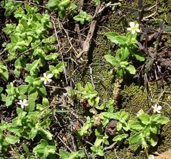 Manulea paucibarbata
