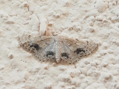 Idaea belemiata