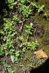 Manulea paucibarbata