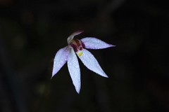 Caladenia alata