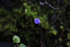 Utricularia lateriflora