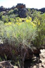 Euryops speciosissimus