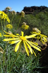 Euryops speciosissimus
