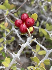 Castela peninsularis