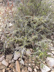 Castela peninsularis