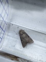 Mesoligia literosa