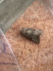Mesoligia literosa