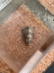 Mesoligia literosa