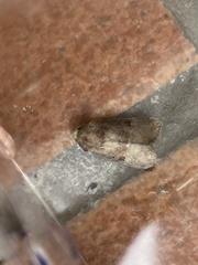 Mesoligia literosa