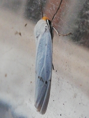 Coscinia chrysocephala