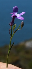 Lobelia setacea