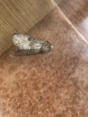 Mesoligia literosa