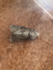 Mesoligia literosa