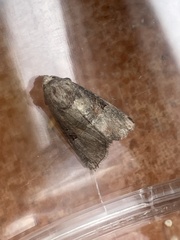Mesoligia literosa