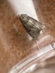 Mesoligia literosa