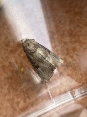 Mesoligia literosa