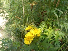 Inula japonica