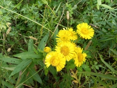 Inula japonica