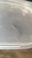 Periplaneta australasiae