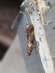 Acrobasis sodalella