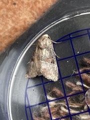 Mesoligia literosa