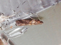 Acrobasis sodalella