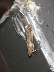 Acrobasis sodalella