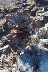 Aloe spectabilis