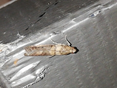 Acrobasis sodalella