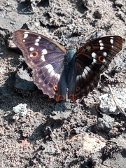 Apatura ilia