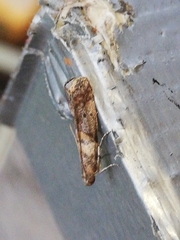 Acrobasis sodalella