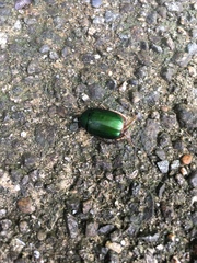 Anomala albopilosa albopilosa