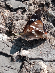 Apatura ilia