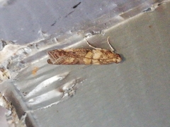 Acrobasis sodalella