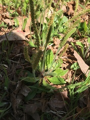 Plantago virginica