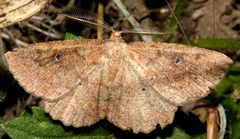 Casbia melanops