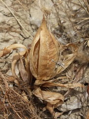 Iris pseudopumila