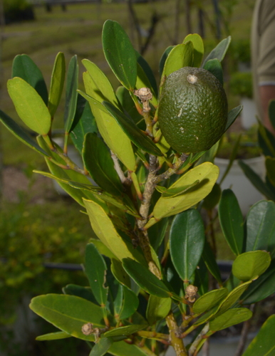 false orange (Citrus oxanthera)