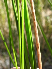 Machaerina articulata