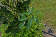 Citrus oxanthera