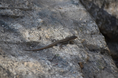 Podarcis guadarramae