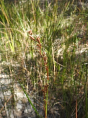Machaerina articulata