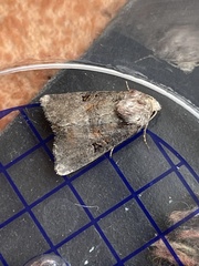 Mesoligia literosa