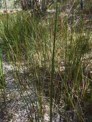 Machaerina articulata