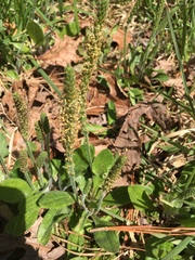 Plantago virginica